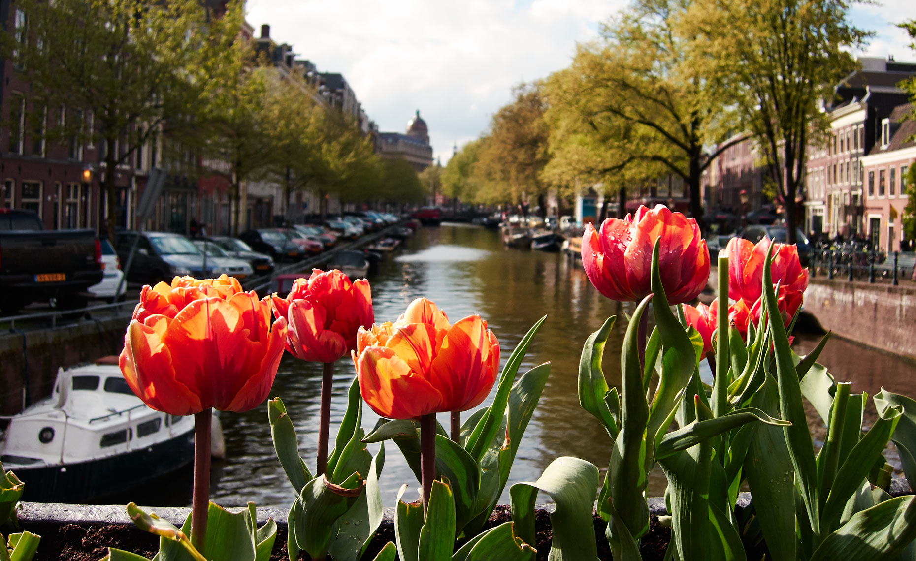 semaphore Birthplace surely Amsterdam, orașul lalelelor multicolore