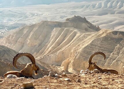 ibexes-with-horns-in-the-zin-desert-in-israel (1) (1).jpg