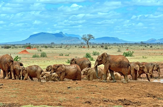 elephants-tsavo-east.jpg