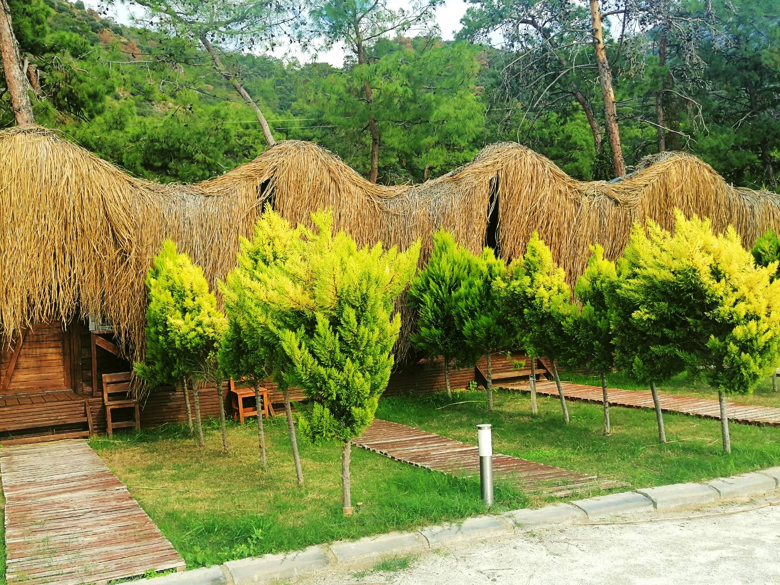 Tree House Room
