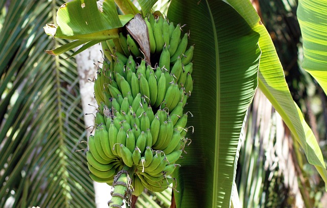 indian-green-banana-5171298_640.jpg
