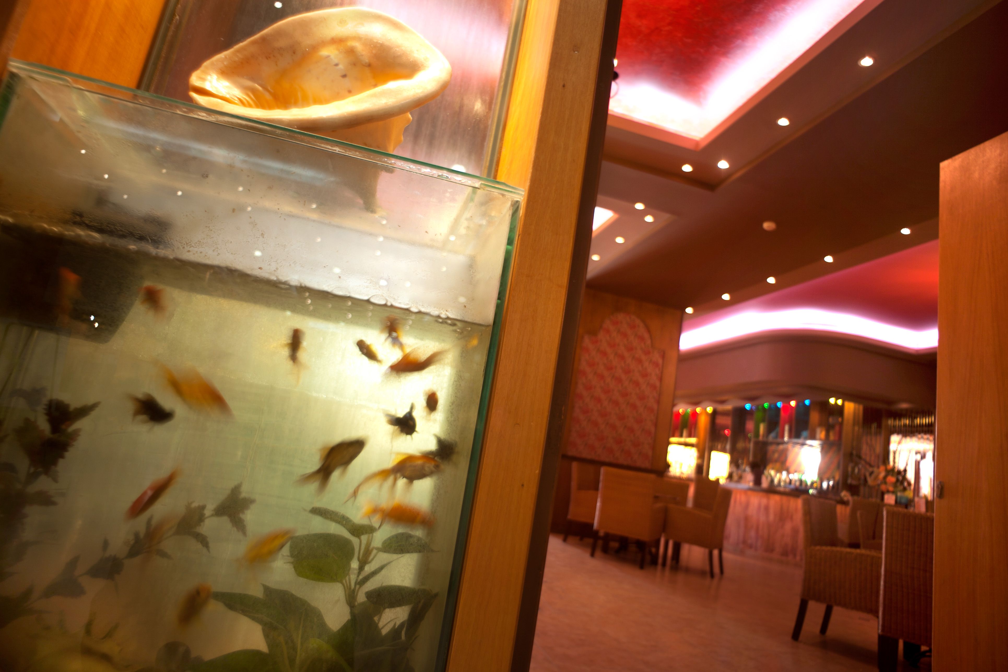 Aquarium Bar