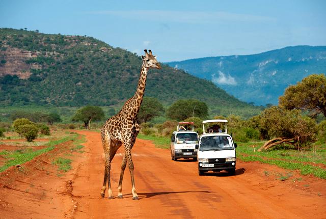 Giraffe-in-Tsavo-East.jpg