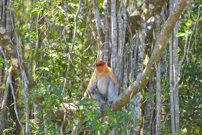 Proboscis Monkey (by Tourism MY)-min.jpg