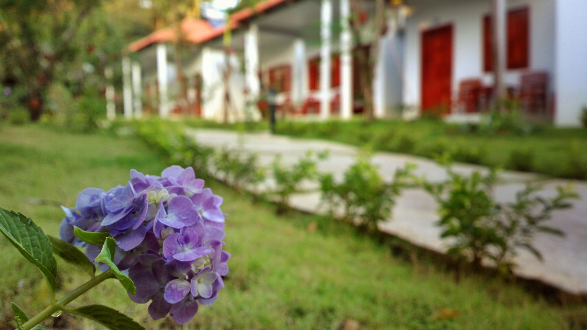 Bungalou